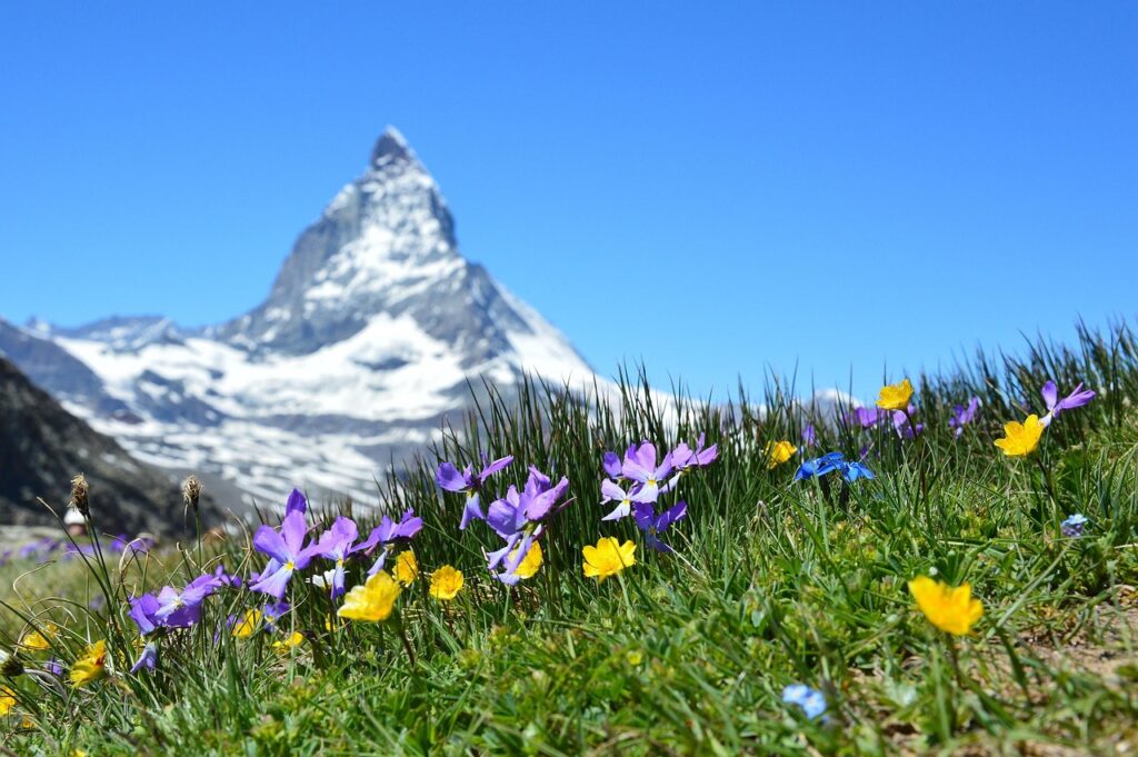 Swiss Meadow